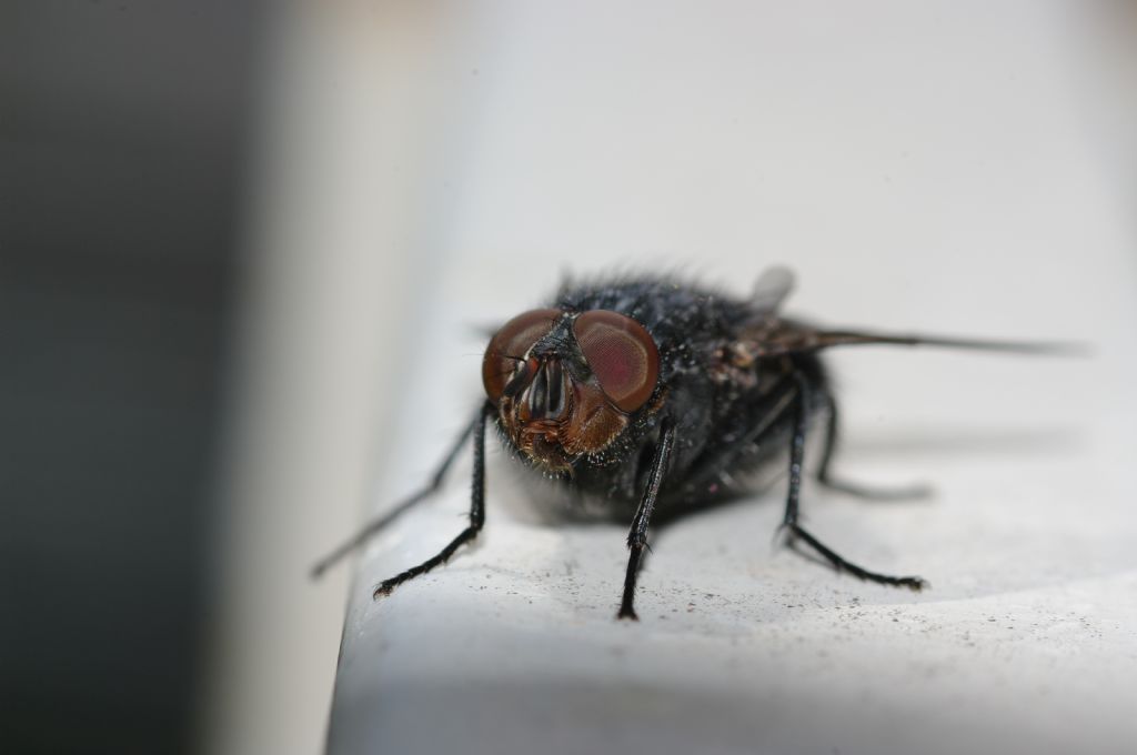 Maschio di Calliphora vicina